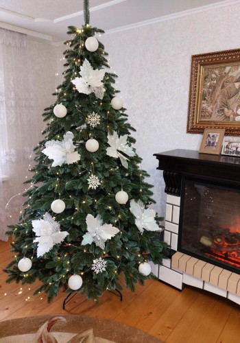 ЯЛИНКА ЛИТА КАНАДСЬКА З БЛАКИТНИМИ КІНЧИКАМИ 1,50 м