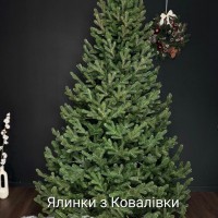 ЯЛИНКА ЛИТА ВІДЕНСЬКА 1,80 м