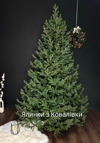 ЯЛИНКА ЛИТА ВІДЕНСЬКА