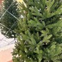 ЯЛИНКА ЛИТА ВІДЕНСЬКА
